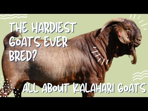 Видео: Калахарская коза: самая выносливая из когда-либо выведенных коз?