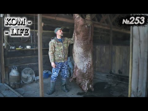 Видео: "Бабуля" - свиноматка после 5 опоросов