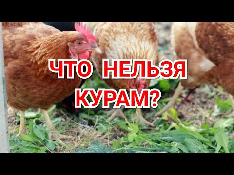 Видео: Что Курам Нельзя?
