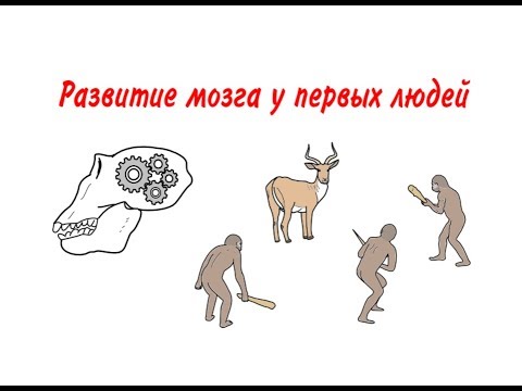 Видео: Причины развития мозга у первых людей. Антропогенез.