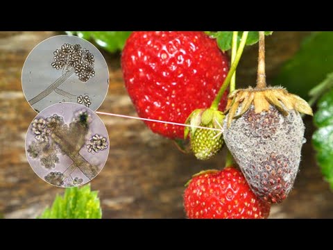 Видео: Предотвратить появление гнили на клубнике можно простым и естественным способом