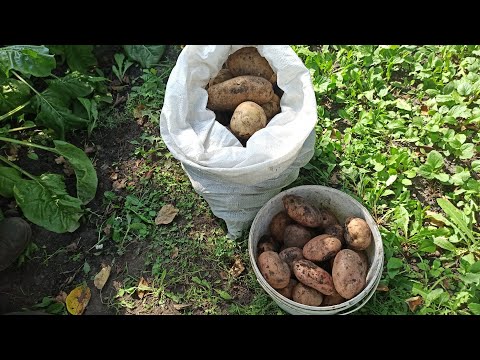 Видео: Ëлки палки! Копаем картошку вилами.