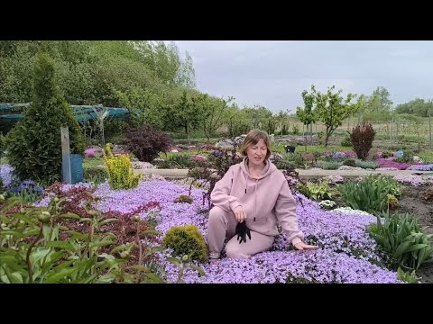 Видео: Секрет пишного квітування шиловидного флоксу.Розмноженнн діленням куща і правильна посадка .