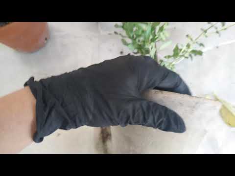 Видео: Фокея,  что получилось!