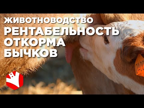 Видео: Рентабельность откорма бычков | Экономика фермы | Мясное животноводство