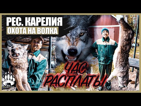 Видео: ОТСТРЕЛИЛИ 2-УХ ВОЛКОВ! ОКО ЗА ОКО, НО СОБАКУ УЖЕ НЕ ВЕРНУТЬ