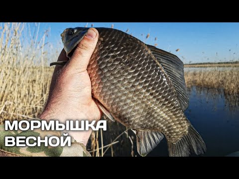 Видео: ВЕСЕННИЙ ЖОР!!! Карась весной на кивок