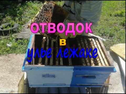 Видео: Отводок в улье лежаке на плодную матку