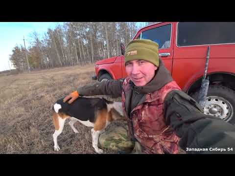 Видео: Первый выезд с собакой на зайца. Нашел заброшенный дом в лесу.