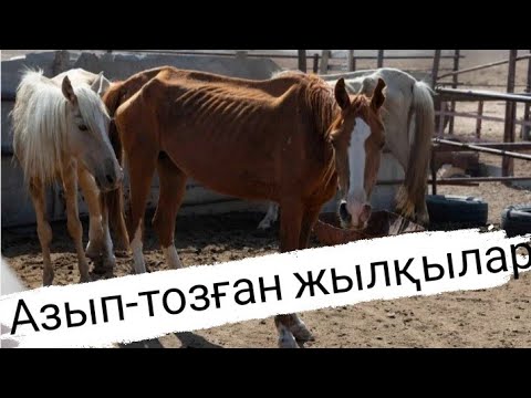 Видео: Жүгері турайтын аппарат.  Арық жылқылар бордақыға кірді.  Бордақы мал