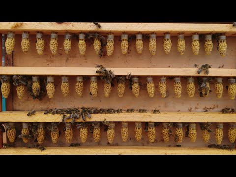 Видео: Як вивести якісних бджоломаток (матководство)🐝💪👍
