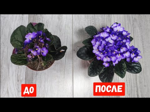 Видео: ФИАЛКИ будут ЦВЕСТИ КРУГЛЫЙ ГОД, Только так фиалка выдаст цветы шапкой