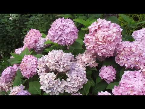 Видео: 1-й фильм-ГОРТЕНЗИИ В САДУ Людмилы Турубановой в Осиновой Роще-https://vk.com/id127371941