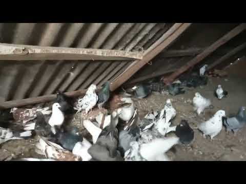 Видео: Голубы.......