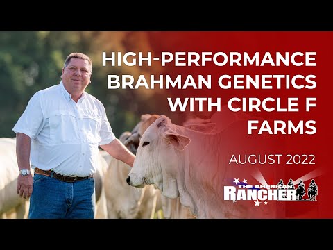 Видео: Высокопроизводительная генетика Brahman с фермами Circle F | The American Rancher