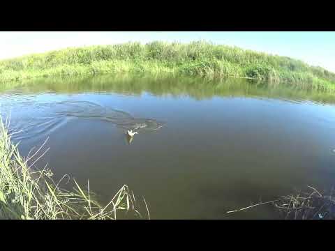 Видео: Мощные, дерзкие сазаны рвут леску и ломают удочки!