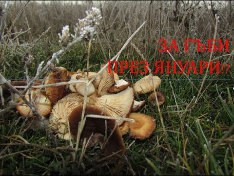 Видео: За гъби през януари!? Бране и приготвяне Mushrooms in January: picking and coocking #гъби #грибы