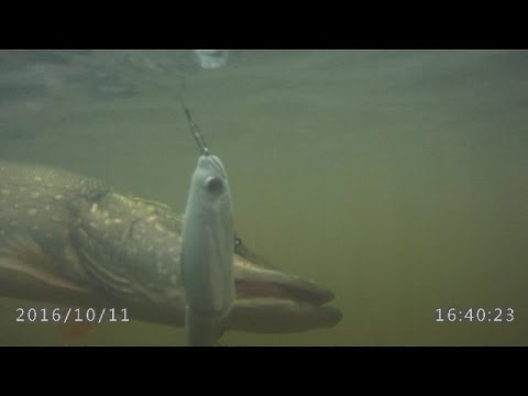 Видео: Gan Craft Jointed Claw 148 и щука.Pike Fishing.