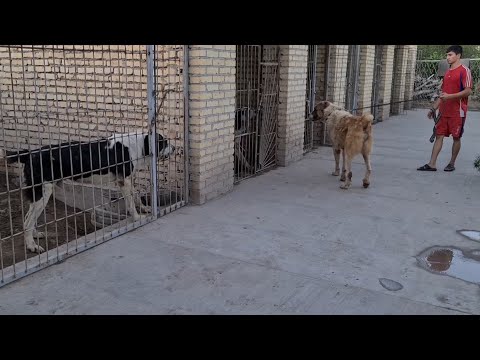 Видео: ветераны чемпионы! в гостях у Хамра Ага Лебап район Саят - Туркменский Волкодав!