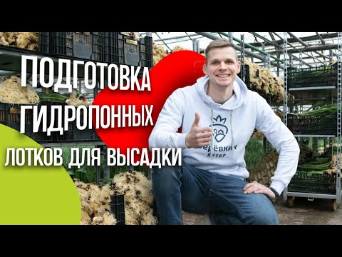 Видео: Выгонка тюльпанов. Подготовка гидропонных лотков для высадки. Аренда теплицы.