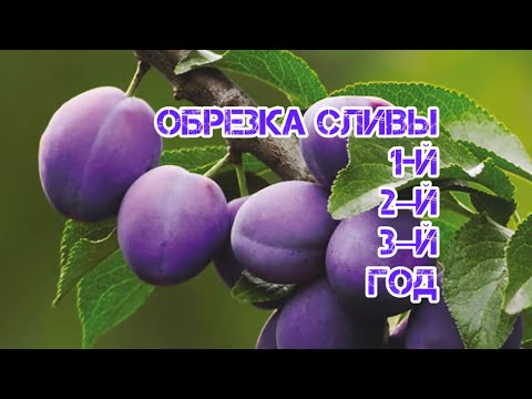 Видео: Обрезка сливы