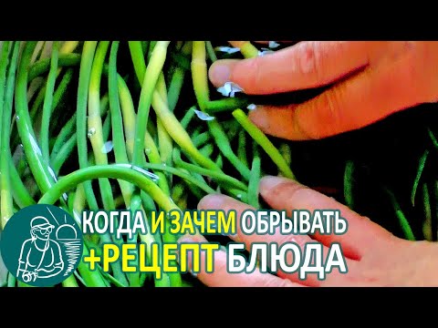 Видео: 🧄 Что делать со стрелками чеснока 🌱 Когда обрывать чесночные стрелки и рецепт как приготовить