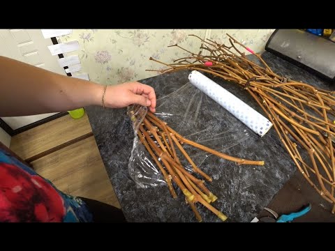 Видео: Как сохранить черенки винограда до весны