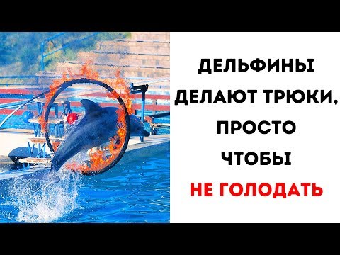 Видео: 8 причин никогда не ходить в дельфинарий