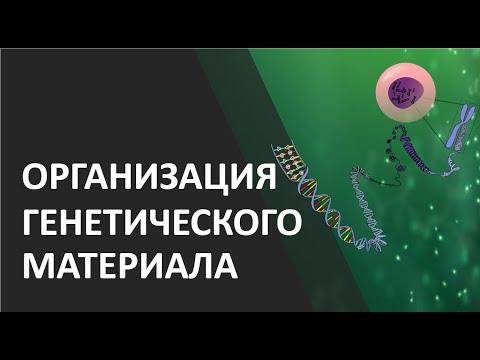 Видео: Организация генетического материала эукариот