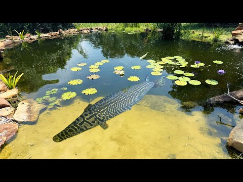 Видео: Я спас эту рыбу из высыхающей лужи!