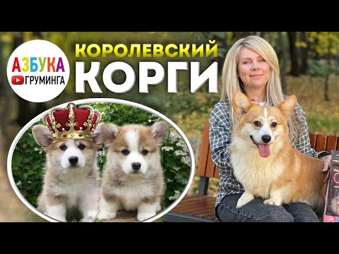 Видео: Королевский КОРГИ - линька, уход за шерстью, содержание. Все о породе