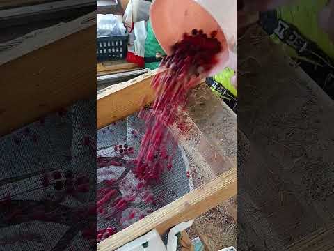 Видео: Очистить КЛЮКВУ от мусора!