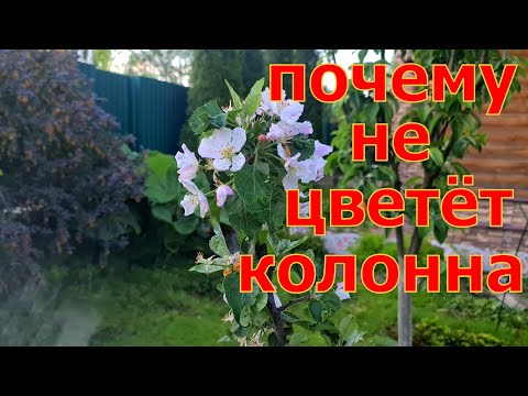 Видео: ПОЧЕМУ не цветут колонновидные яблони! ПРИЧИНЫ