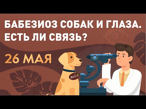 Видео: Бабезиоз собак и глаза. Есть ли связь? (ветеринарный семинар)