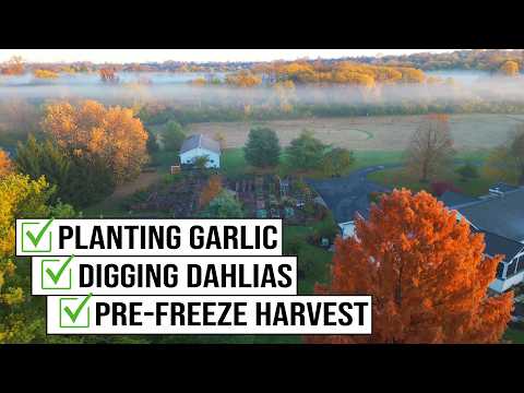 Видео: Ноябрь в саду: задачи перед заморозками — юго-запад Огайо, зона 6b