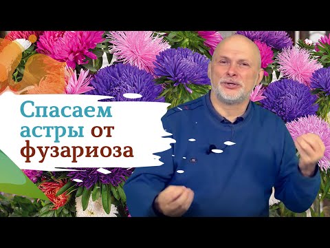 Видео: Как избавиться от фузариоза на астрах?