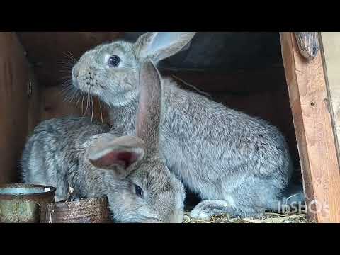 Видео: В каком возрасте случать кроликов