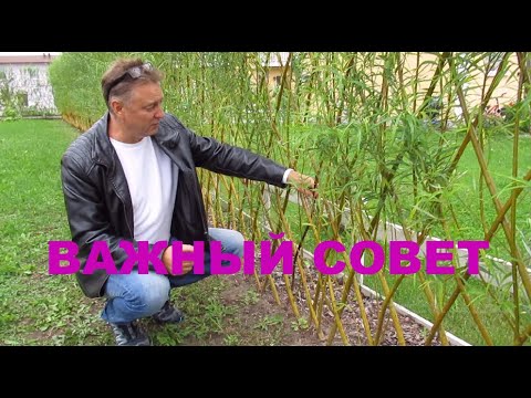 Видео: ПАВИВА .Посадка изгороди из ивы у заказчиков. Советы нашим заказчикам. Видео с разных участков.