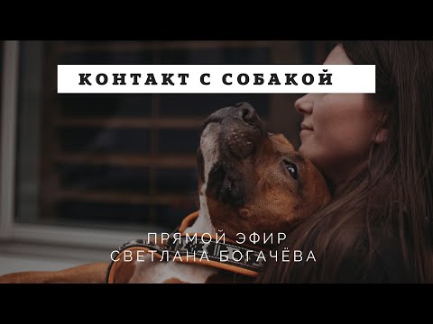 Видео: Контакт с собакой. Отношения с собакой. Как стать собаке другом.