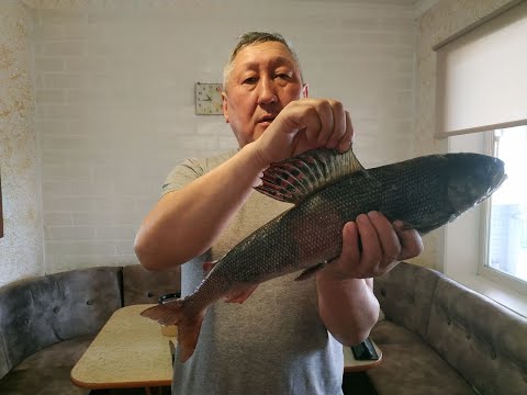 Видео: Байкальский хариус в районе реки КАБАНЬЯ МАРТ 2022