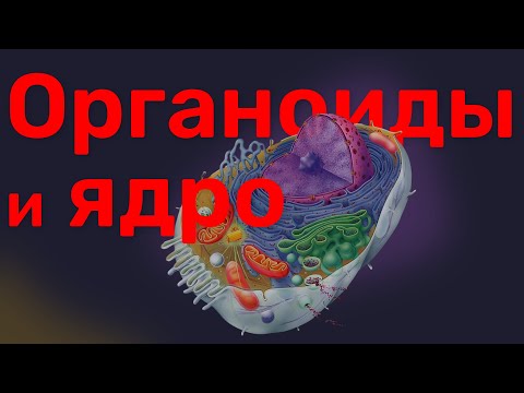 Видео: Цитология. Органоиды и ядро за 30 мин.