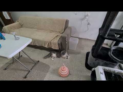 Видео: Кто желает мне помочь .Наш PayPalesterizabella1@gmail.com