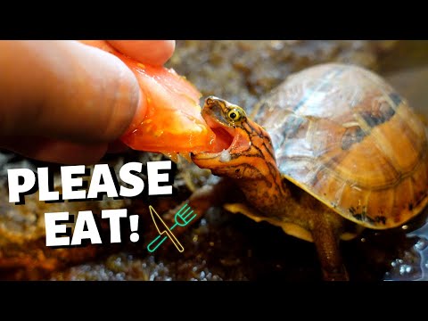 Видео: Как справиться с придирчивой черепахой? - СМОТРИТЕ!