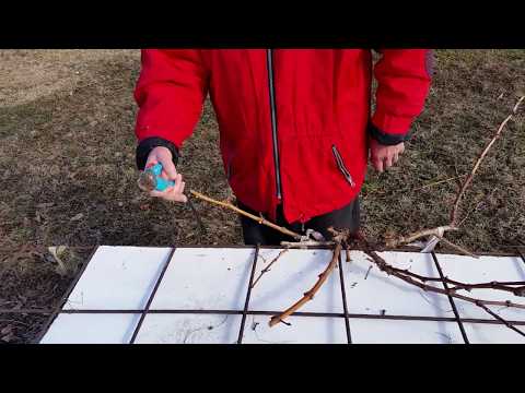 Видео: Резитба на млада Асма Лозарство Pruning a Vine