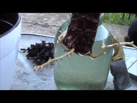 Видео: Юкка дала корни. Как посадить юкку давшую корни?