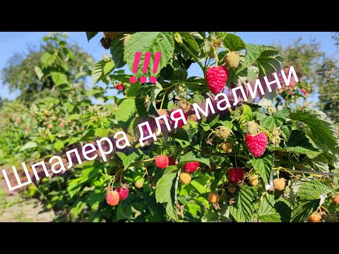 Видео: Шпалера для малини маравілла. Підв'язка малини