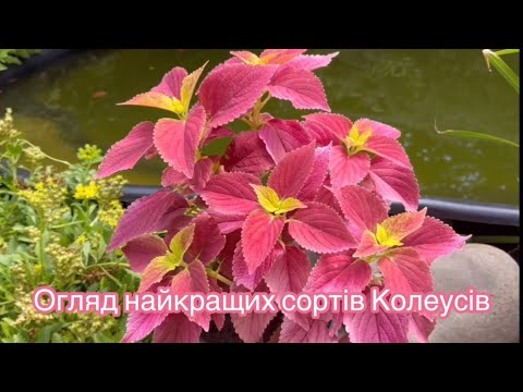 Видео: Популярні сорти Колеусів, опис з назвами.