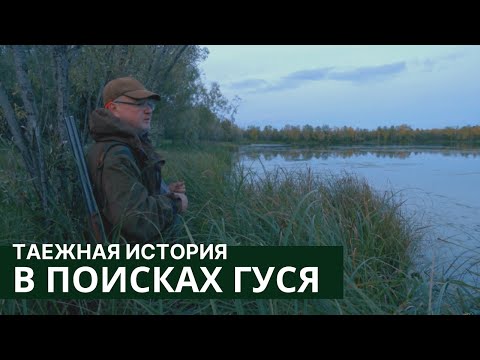 Видео: В поисках гуся // Таежная история / Серия #2