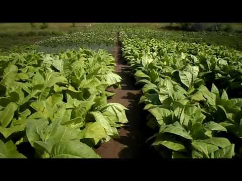 Видео: №88 Табак  Заваливание табака после сильных осадков