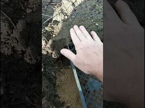 Видео: ТЮЛЬПАНИ САДИМО В ПЛАСТИКОВІ ЯЩИКИ 